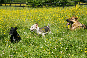 Three dogs enjoy the sunshine in a field
