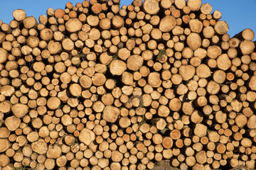 Gestapelte Baumstämme.