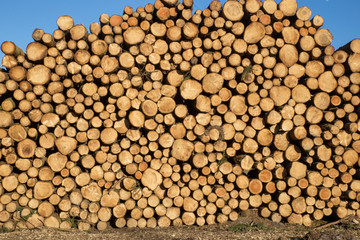 Gestapelte Baumstämme.