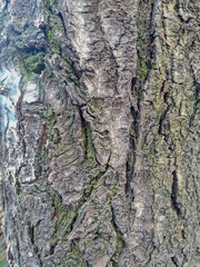 tree texture