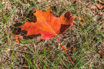 A  maple leaf turned orange on the ground during the fall season