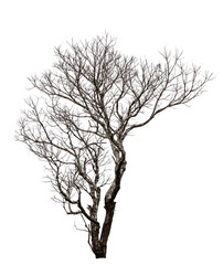 dead tree isolated on white background