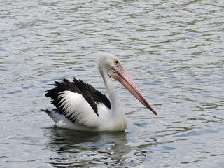 Australian Pelican swimming