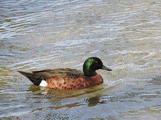 Chestnut teal (duck) swimming