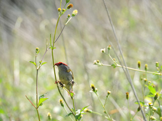 Red-browed finch eating the spikes of bidens pilosa