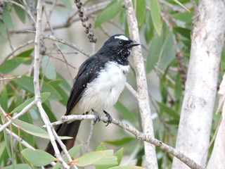 Willie Wagtail perched on branch
