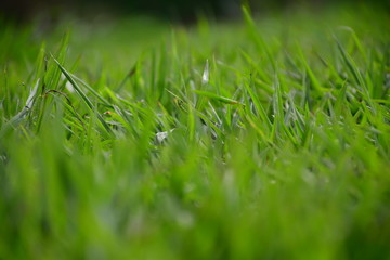 césped al en fondo desenfocado
