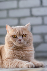 Cute calm british cat redhead in the sun