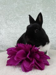 Hase sitzt vor einer pinken Blume