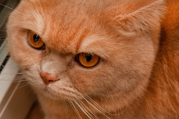 Cute calm british cat redhead in the sun