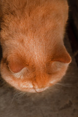 Cute calm british cat redhead in the sun