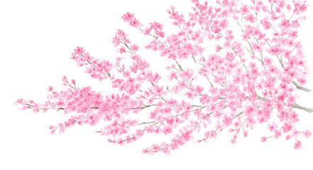 桜　水彩イラスト © miko