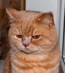 Angry, sleepy, lonely British redhead cat on a brick wall background