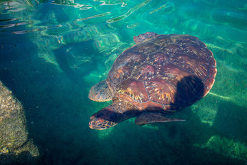 Chelonia mydas turtle t diving in green water next to rock coast