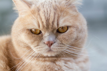 Angry, sleepy, lonely British redhead cat on a brick wall background