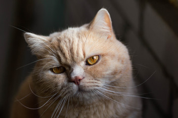 Angry, sleepy, lonely British redhead cat on a brick wall background