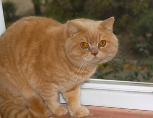 Surprised, focused British redhead cat on a brick wall background.