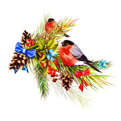 Illustration of fir branch with berry and bullfinches on it. Can be used as design element in different ways. Hand drawn, vector 