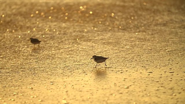 Little bird running on the beach at the ocean, California, USA