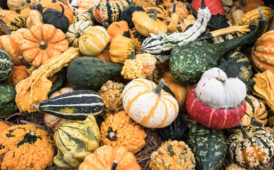 various types of vibrant and colourful pumpkins for sale at a market during autumn