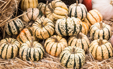 various types of vibrant and colourful pumpkins for sale at a market during autumn