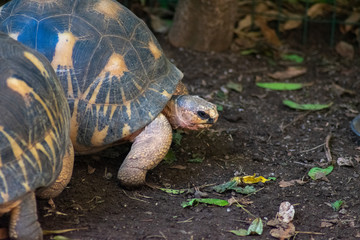 Tropical tortoise looking angry at camera