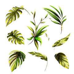 Illustration of tropical leaves. Isolated on white. Hand drawn, watercolor. Vector - stock.