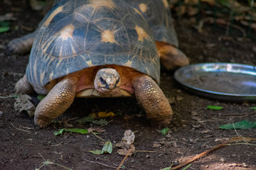 Tropical tortoise looking angry at camera next to feeding plate