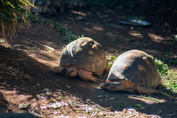 Two tropical tortoises chilling in the sun