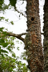 casa de ave en un tronco de árbol 
