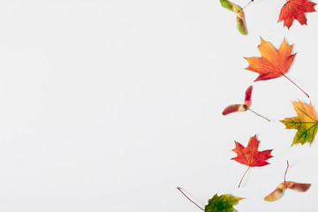 Autumn creative composition. Colorful maple leaves on white background. Fall, thanksgiving day concept. Autumn background. Flat lay, top view, copy space