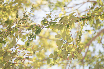 spring leaves