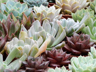 flower Market in Milan