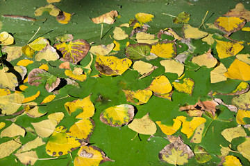 Leaves on a lake in autumn