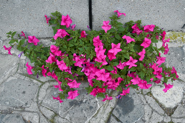 Fototapeta na wymiar Petunia with bright pink flowers. Plant with brightly purple colored funnel-shaped flowers.