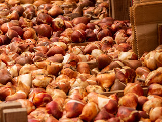 flower Market in Milan
