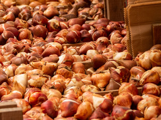 flower Market in Milan