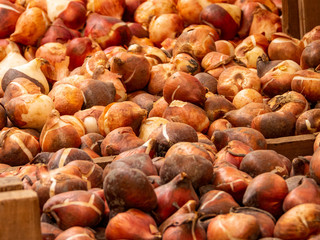 flower Market in Milan