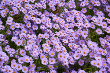 Obraz premium Decorative composition of lilac chrysanthemum flowers, autumn bouquet. Lilac chrysanthemum in autumn garden.