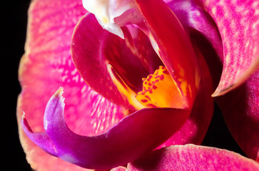 Extreme close-up of red pink yellow orchid