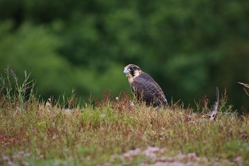 young peregrine falcon waiting patiently for mum