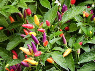 chili Pepper