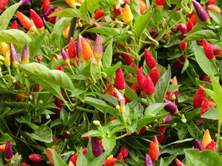 chili Pepper