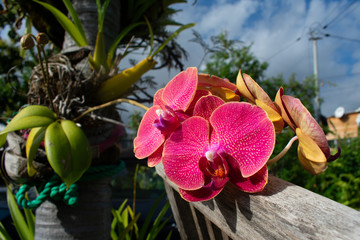 Two red pink yellow orchid flowers on sunny day on topical setting