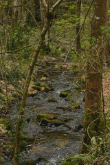 Faune et flore Carolles normandie 