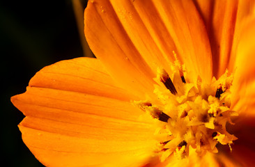Macro of Yellow cosmos flower in full bloom