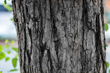 bark of a tree
