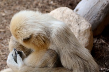 un mono gibón blanco descansando