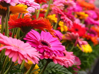 flower Market in Milan