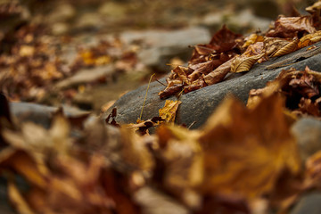 Autumn Colors